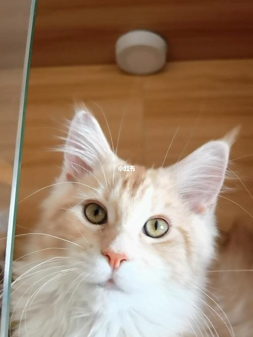缅因猫凯米尔加白手套