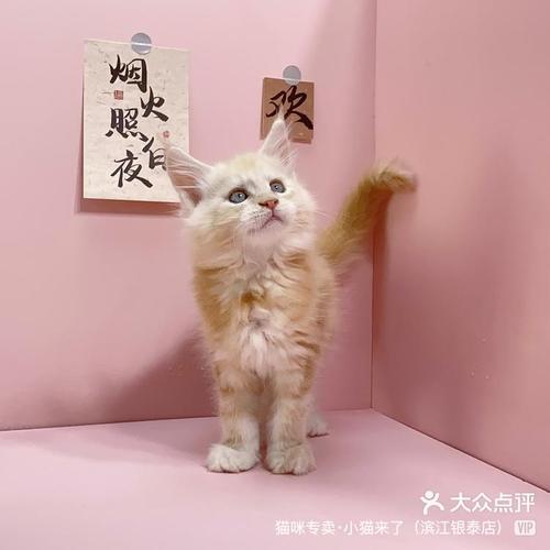 杭州滨江猫舍凯米尔色缅因365天贴心保障